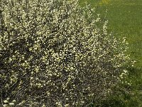 Salix aurita 2, Geoorde wilg, Saxifraga-Marijke Verhagen