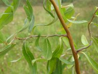 Salix babylonica 1, Krulwilg, Saxifraga-Rutger Barendse