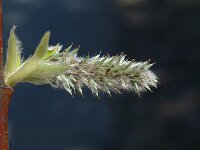 Salix breviserrata