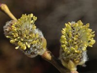 Salix caprea 1, Boswilg, Saxifraga-Jan van der Straaten