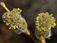 Salix caprea, Goat Willow
