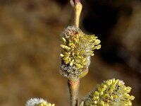 Salix caprea 3, Boswilg, Saxifraga-Jan van der Straaten