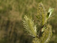 Salix caprea 7, Boswilg, Saxifraga-Jan van der Straaten