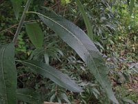 Salix dasyclados 1, Duitse dot, Saxifraga-Rutger Barendse