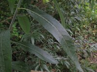 Salix dasyclados