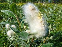 Salix glauca 2, Saxifraga-Hans Grotenhuis