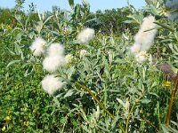 Salix glauca 3, Saxifraga-Hans Grotenhuis
