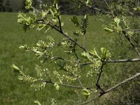 Salix helvetica 1, Saxifraga-Marijke Verhagen