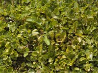 Salix herbacea 2, Saxifraga-Jan van der Straaten