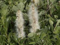 Salix lanata 11, Saxifraga-Willem van Kruijsbergen