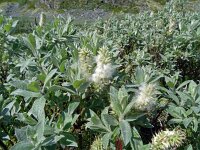 Salix lapponum 2, Saxifraga-Hans Grotenhuis