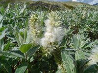 Salix lapponum 3, Saxifraga-Hans Grotenhuis