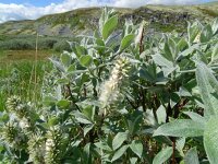 Salix lapponum 4, Saxifraga-Hans Grotenhuis