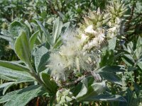 Salix lapponum 5, Saxifraga-Hans Grotenhuis