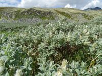 Salix lapponum 6, Saxifraga-Hans Grotenhuis