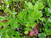 Salix myrsinifolia 1, Saxifraga-Rutger Barendse   0