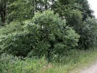 Salix pentandra 1, Laurierwilg, Saxifraga-Peter Meininger