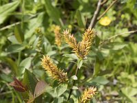 Salix pentandra 8, Laurierwilg, Saxifraga-Willem van Kruijsbergen