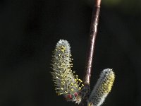 Salix purpurea 1, Bittere wilg, Saxifraga-Jan van der Straaten