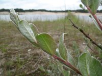 Salix repens 1, Kruipwilg, Saxifraga-Rutger Barendse