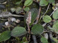 Salix reticulata, Netleaf Willow