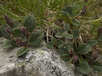 Salix reticulata 7, Saxifraga-Willem van Kruijsbergen