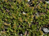 Salix retusa