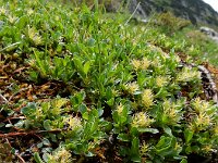 Salix retusa 11, Saxifraga-Ed Stikvoort