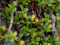 Salix retusa 12, Saxifraga-Ed Stikvoort
