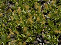 Salix retusa 2, Saxifraga-Willem van Kruijsbergen