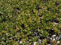 Salix retusa 4, Saxifraga-Willem van Kruijsbergen