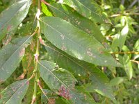 Salix triandra 1, Amandelwilg, Saxifraga-Peter Meininger