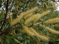 Salix triandra 8, Amandelwilg, Saxifraga-Ed Stikvoort