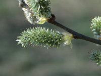 Salix viminalis 1, Katwilg, Saxifraga-Jan van der Straaten