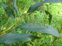 Salix x rubens 1, Saxifraga-Rutger Barendse