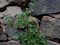 Salpichroa origanifolia 10, Salpichroa, Saxifraga-Ed Stikvoort