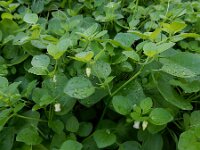 Salpichroa origanifolia 4, Salpichroa, Saxifraga-Ed Stikvoort