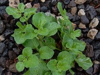 Salpichroa origanifolia 5, Salpichroa, Saxifraga-Ed Stikvoort
