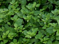 Salpichroa origanifolia 9, Salpichroa, Saxifraga-Ed Stikvoort