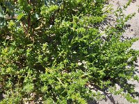 Salsola kali 17, Stekend loogkruid, Saxifraga-Ben Delbaere