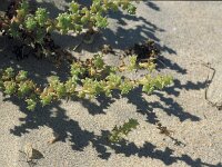 Salsola kali 18, Stekend loogkruid, Saxifraga-Jan van der Straaten