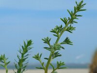 Salsola kali 2, Stekend loogkruid, Saxifraga-Ed Stikvoort