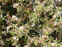 Salsola oratovensis 2, Saxifraga-Rutger Barendse