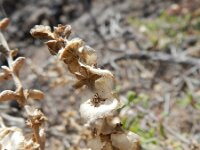 Salsola oratovensis 3, Saxifraga-Rutger Barendse
