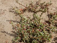 Salsola soda 4, Saxifraga-Ed Stikvoort