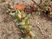 Salsola soda 7, Saxifraga-Ed Stikvoort