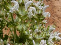 Salvia aethiopis 3, Moorse salie, Saxifraga-Ed Stikvoort