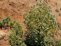 Salvia aethiopis 4, Moorse salie, Saxifraga-Ed Stikvoort