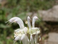 Salvia argentea 1, Saxifraga-Dirk Hilbers