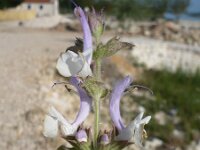 Salvia argentea 3, Saxifraga-Jasenka Topic